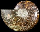 Wide Polished Cleoniceras Ammonite - Madagascar #49423-1